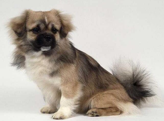 雪域高原传奇,西藏的变迁与故事